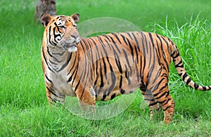 Bengal tiger photo