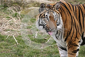 Bengal Tiger