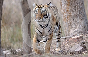 Bengal Tiger