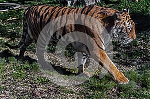 Bengal tiger 3