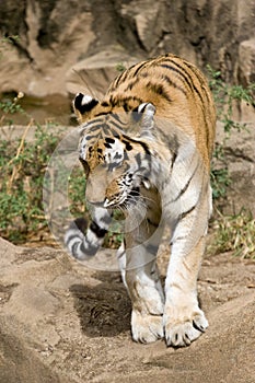 Bengal tiger