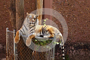 Bengal Tiger