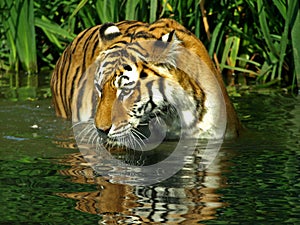 Bengal Tiger