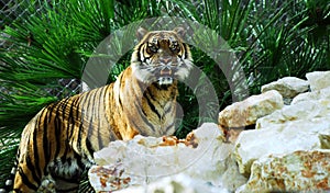 Bengal tiger photo