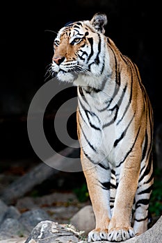 Bengal Tiger