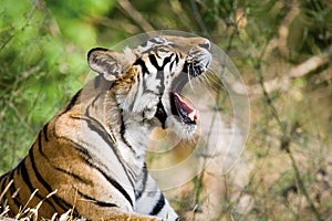 Bengal tiger in Bandhavgargh Park, India