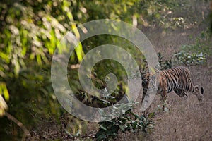 Bengal tiger in Bandhavgarh National Park