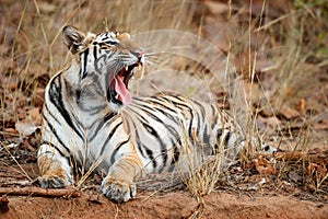 Bengal Tiger in Bandhavgarh National Park in India