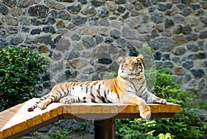 Bengal tiger basks in the sun after hunting