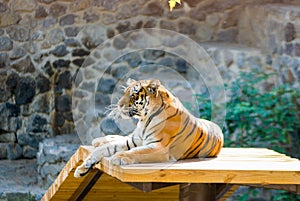 Bengal tiger basks in the sun after hunting,