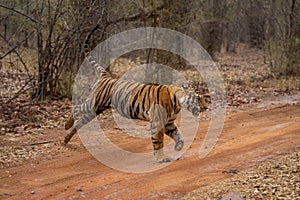 Bengal tiger bounds across track in forest