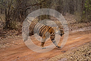 Bengal tiger bounds across track in woods