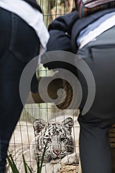 Bengal Tiger in captivity