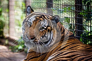 Bengal Tiger in captivity photo