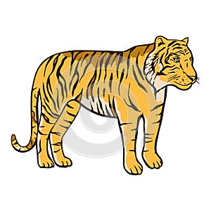 Bengal tiger cartoon jungle safari tropical animal illustration.