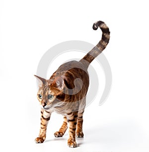 Bengal Tiger Cat staring at invisible object