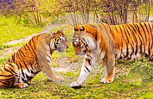 Bengal tiger. Chinese New Year 2022 simbol. Beautiful bengal tigers at zoo. Detailed portrait of a Benegal Tiger