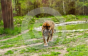 Bengal tiger. Chinese New Year 2022 simbol. Beautiful bengal tigers at zoo. Detailed portrait of a Benegal Tiger