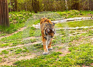 Bengal tiger. Chinese New Year 2022 simbol. Beautiful bengal tigers at zoo. Detailed portrait of a Benegal Tiger