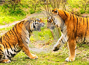 Bengal tiger. Chinese New Year 2022 simbol. Beautiful bengal tigers at zoo. Detailed portrait of a Benegal Tiger