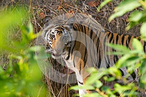 Bengal Tiger clicked during a wildlife jungle safari in India