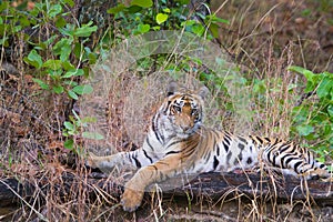 Bengal Tiger clicked during a wildlife jungle safari in India photo