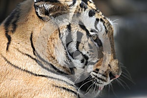 Bengal Tiger