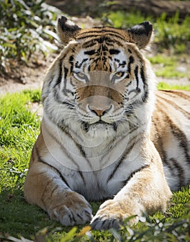 Bengal tiger closeup at the national zoo