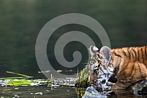 Bengal tiger cub is drinking water in a lake