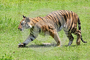 A bengal tiger is detecting traces of prey.