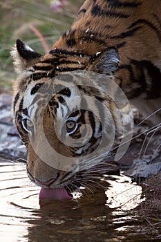 Bengal Tiger drinking