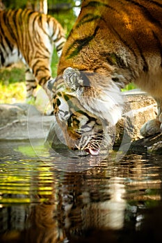 Bengal Tiger drinking