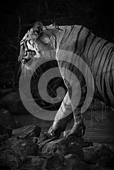 Bengal tiger exits water hole in mono