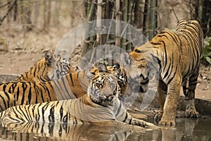 Bengal tiger family at Tadoba National Park