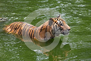 Bengal Tiger in forest