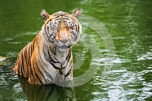 Bengal Tiger in forest