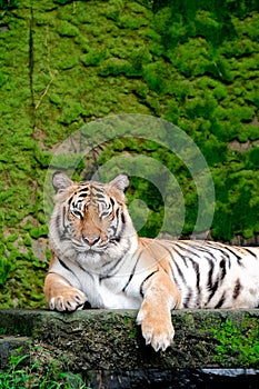 Bengal Tiger in forest show head