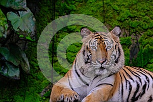 Bengal Tiger in forest show head