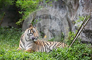 Bengal Tiger in forest