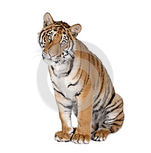 Bengal tiger in front of a white background