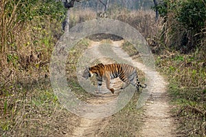 Bengal Tiger in Grasslands photo