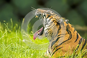 A Bengal tiger head back roars from the long grass