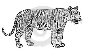 Bengal tiger illustration, drawing, engraving, ink, line art, vector