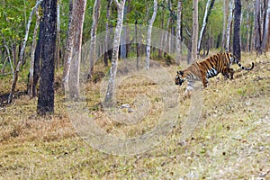 Bengal tiger or Indian tiger (Panthera tigris tigris), the tigress patrols its territory.