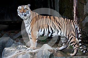 Bengal Tiger (Indian Tiger)