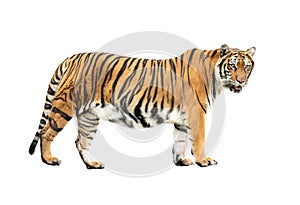 Bengal tiger isolated