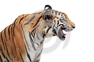 Bengal tiger isolated on white