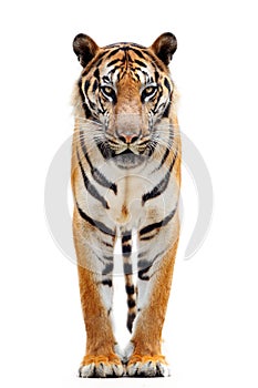 Bengal tiger isolated on white