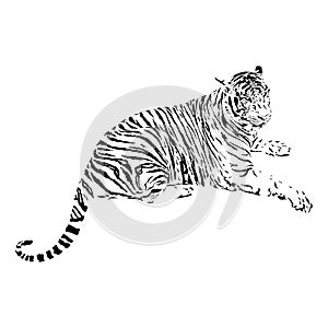 Bengal tiger, isolated wild animal vector illustration, tattoo