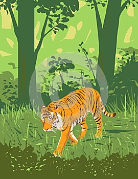 Bengal Tiger in Kanha Tiger Reserve Madhya Pradesh India Art Deco WPA Poster Art